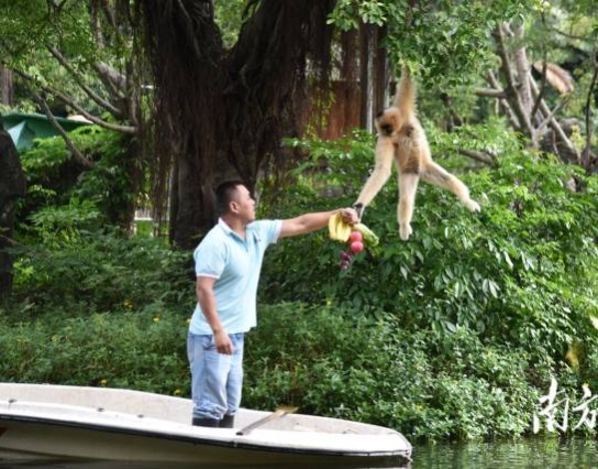 過節(jié)了！深圳野生動(dòng)物園長臂猿喜獲“水果大餐”